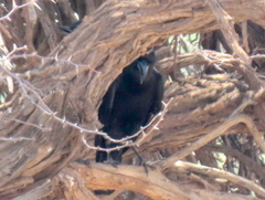 Corvus capensis