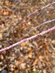 Rubus occidentalis