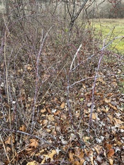 Rubus occidentalis