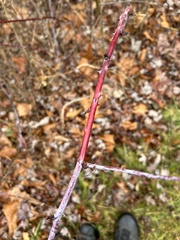 Rubus occidentalis