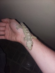 Thecadactylus solimoensis