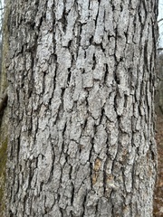Quercus alba