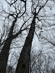 Quercus alba