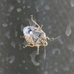 Holcogaster fibulata