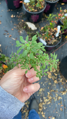 Parietaria pensylvanica