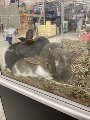 Oryctolagus cuniculus domesticus