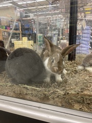 Oryctolagus cuniculus domesticus