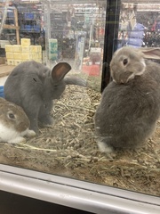 Oryctolagus cuniculus domesticus