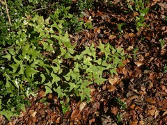Erythrina herbacea