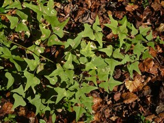 Erythrina herbacea