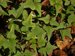 Erythrina herbacea