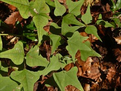 Erythrina herbacea