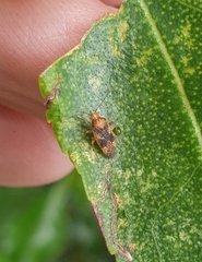 Chinamiris aurantiacus