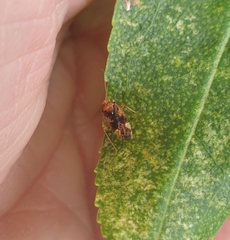 Chinamiris aurantiacus