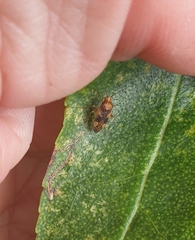 Chinamiris aurantiacus