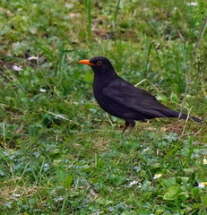 Turdus merula