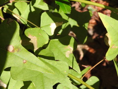 Leucoptera erythrinella