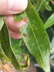 Chinamiris aurantiacus