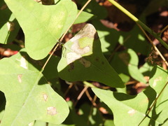 Leucoptera erythrinella