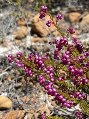 Erica multumbellifera