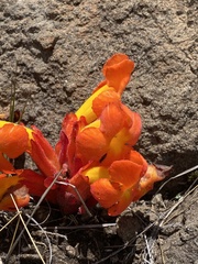 Harveya scarlatina