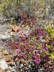 Erica multumbellifera