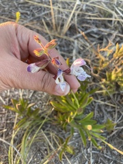 Salvia granitica