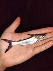 Bagre marinus