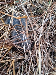 Microtus ochrogaster