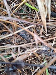 Microtus ochrogaster