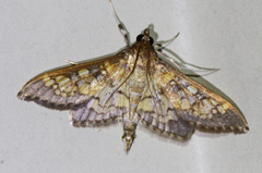 Diacme elealis