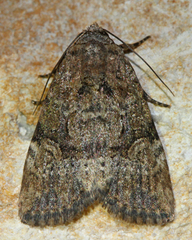 Diastema chuza