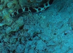 Myrichthys maculosus