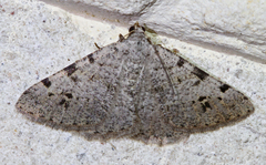 Digrammia californiaria