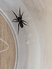 Gnaphosidae