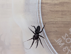 Gnaphosidae