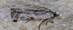 Diviana eudoreella
