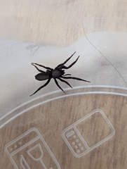 Gnaphosidae