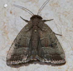 Elaphria fuscimacula