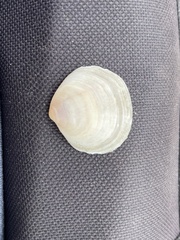 Semele proficua
