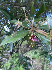Capparis cynophallophora