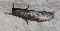 Ellabella melanoclista