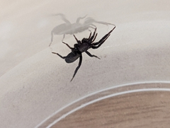 Gnaphosidae