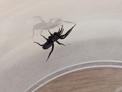 Gnaphosidae