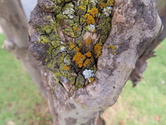 Xanthomendoza