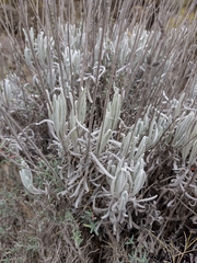 Lavandula lanata