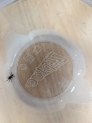 Gnaphosidae