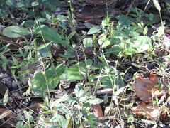 Oplismenus hirtellus