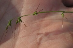 Oplismenus hirtellus