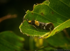 Epithymema helias